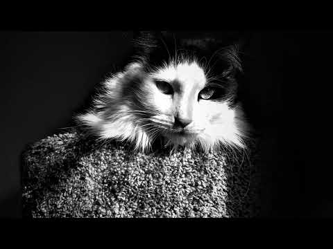 Dizzy Gillespie interview and performance @ Birdland. Circa 1953