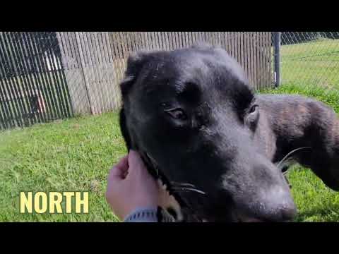 NORTH, an adoptable Labrador Retriever & Pit Bull Terrier Mix in Rogers, AR_image-1