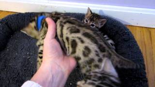 Butterfly's Baby Bengal Kittens