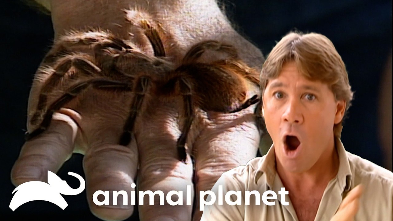 Steve Irwin IS The BUG HUNTER | The Crocodile Hunter | Animal Planet