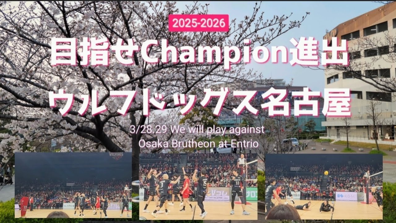 ウルフドッグス名古屋 VS 大阪ブルテオン