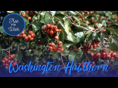 Tree of the Week: Washington Hawthorn