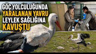 Göç Yolculuğunda Yaralanan Yavru Leylek Sağlığına Kavuştu
