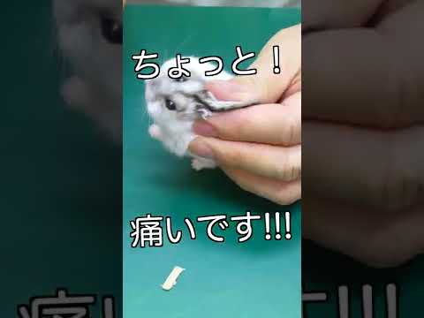 ハムスターのダニ – 症状、治療法、家庭療法