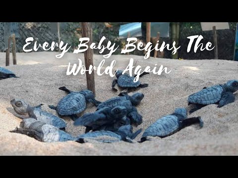 Baby Sea Turtles Hatching | Olive Ridley Baby Sea Turtles First Steps | CEYLON TURTLE TALES