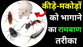 how to get rid of cockroach | how to get rid of mice | how to get rid of silverfish | home remedies.