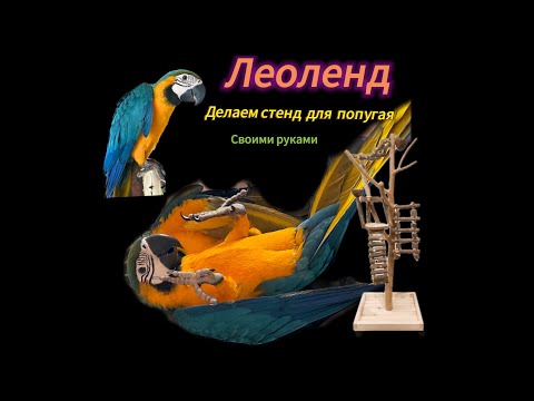 Стенд для попугаев своими руками. Как сделать стенд для попугая. Попугай Ара «Боба».
