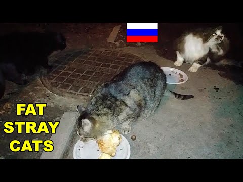 How Do Stray Cats Survive Winter in Russia