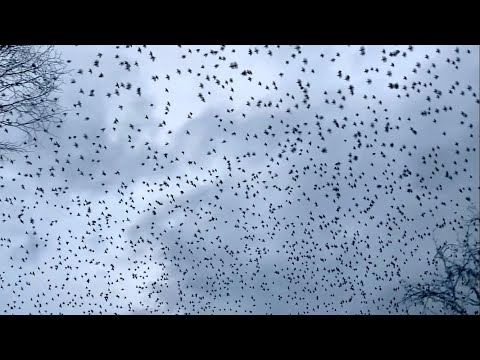 Starling Murmuration near Northwich Cheshire November 2023. Stunning and mind blowing!