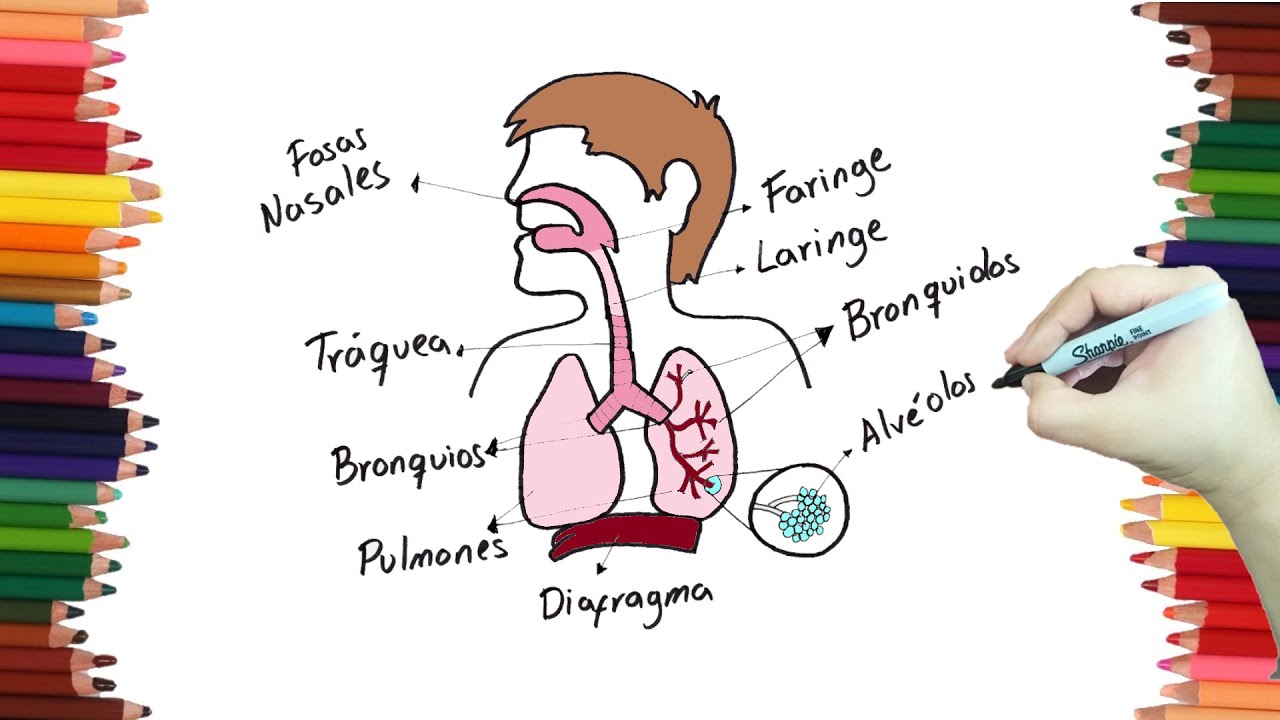 Dibujando el SISTEMA RESPIRATORIO paso a paso y muy fácil - Dibubaron Speed Drawing