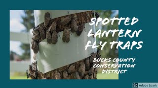 Spotted Lanternfly: Tree Banding & DIY Circle Trap