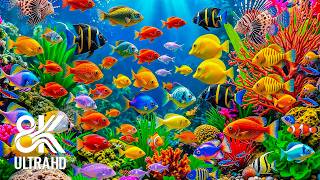Incredible Marine Life in 8K Ultra HD 🐠 Explore Tropical Fish, Stunnin