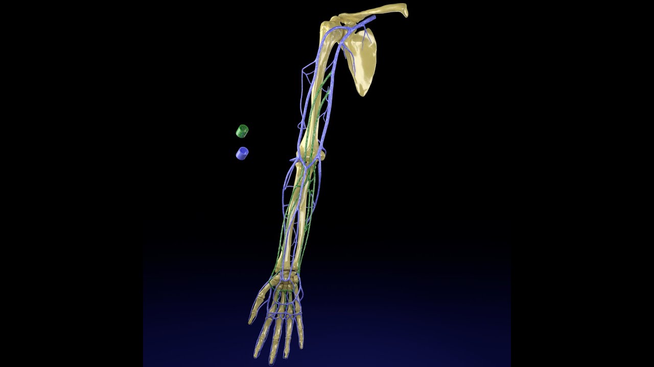 Venous drainage upper limb- vein model 3D Model