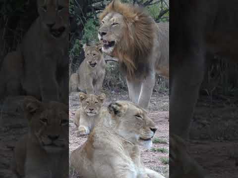 Lion Pride Moment  Male, Lioness & Cubs in Kruger National Park.