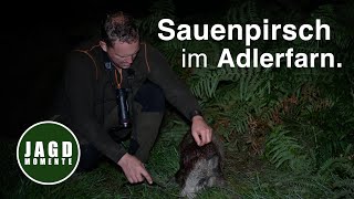 Sauenpirsch im Adlerfarn | JagdMomente | FASZINATION SAUEN  | #3