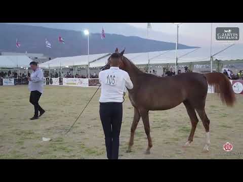 N 106 NARJES BINT RIMAS   Manda Arabian Horse Show   Fillys 2022 D Class 11