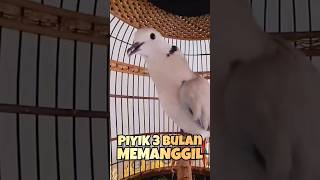 Download lagu Puter Pelung Betina Piyik 3 Bulan Memanggil Jantan ‼️ mp3