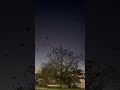 Seagulls Love Parking Lots Seagulls Parkinglot Naturelove Birdsounds Naturebeauty Naturevideo