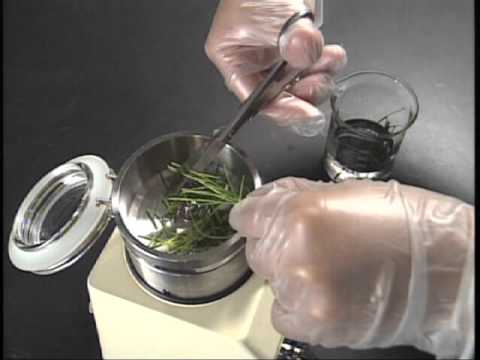 Brachycepalus ephippiumについて詳しく解説