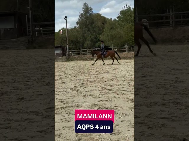 Cavalla AQPS In vendita 2022 Baio