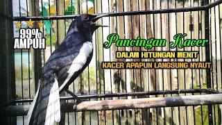 Download lagu Suara Pancingan Burung Kacer ini Bikin Kacer Apapun Tarung ON Gacor,  99% Ampuh Langsung Nyaut mp3