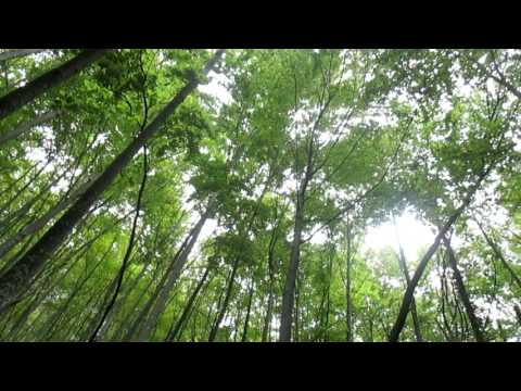 Suoni della Natura: UCCELLI DEL BOSCO