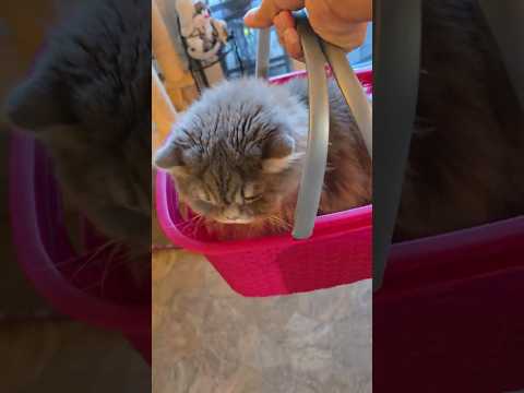 #shorts #cat funny cat kidnapping #funny #catlover