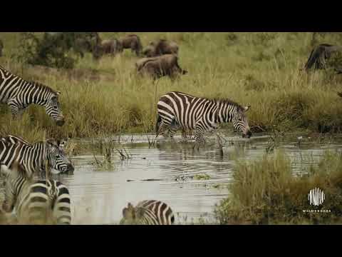 Discover The Great Migration - Welcome To Wilderness Usawa Serengeti