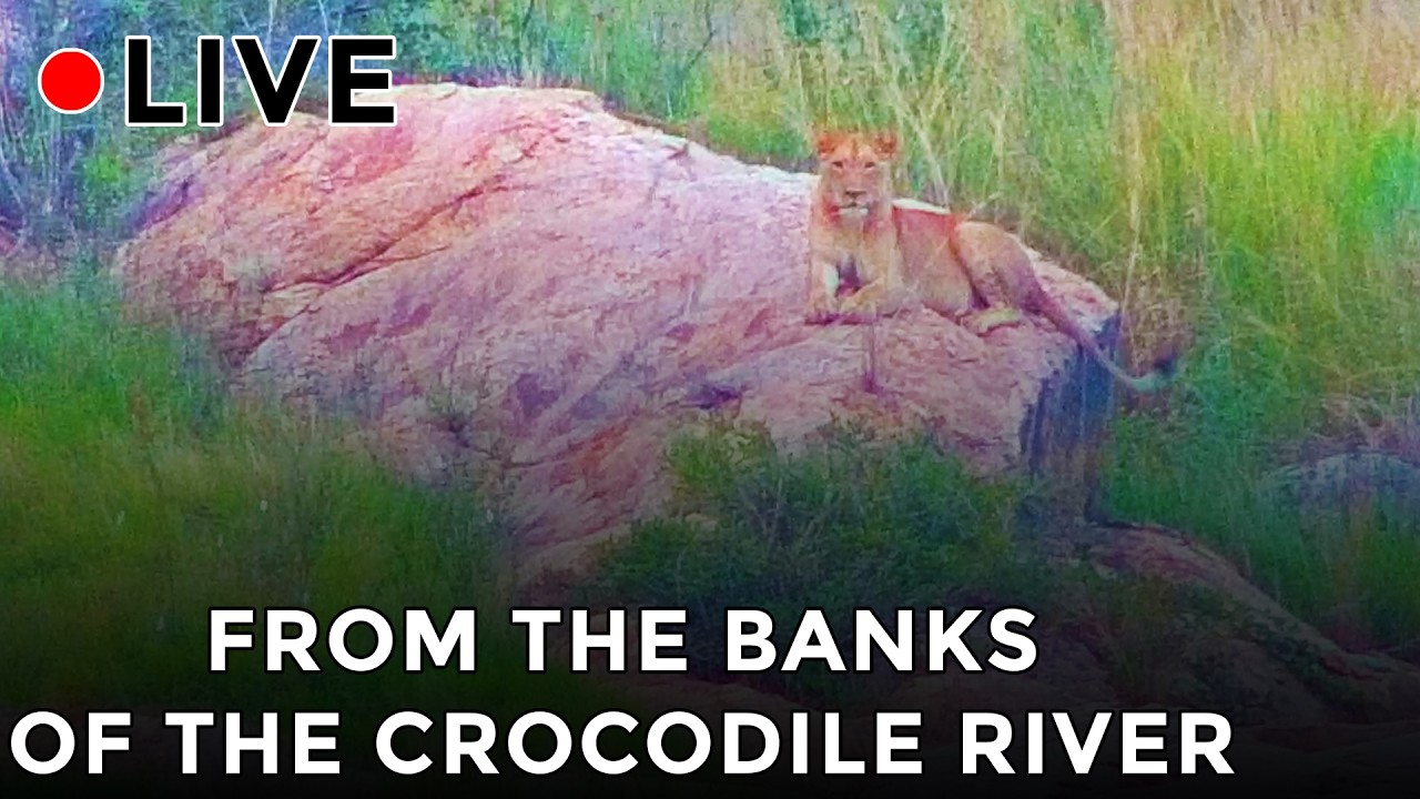 Watch the Wildlife in the Kruger National Park