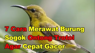 Download lagu 7 Cara Merawat Burung Sogok Ontong Trotol Agar Cepat Gacor mp3