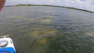 Newswise:Video Embedded green-macroalga-caulerpa-has-replaced-seagrass-in-florida-s-indian-river-lagoon