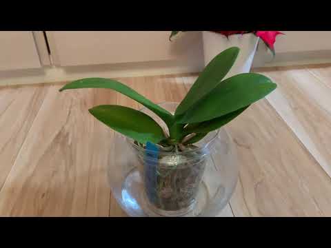 氷は寒さのシミュレーションとして効果的に機能しますか? 氷で蘭に水をやる 冬の間、室内ポット、水道、花は何ですか?