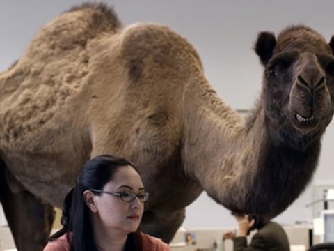 "Hump Day" commercial creators talk about their wildly successful ad