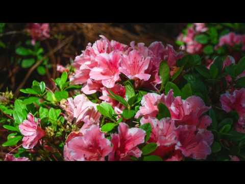 How to Prune Your Reblooming Encore Azaleas