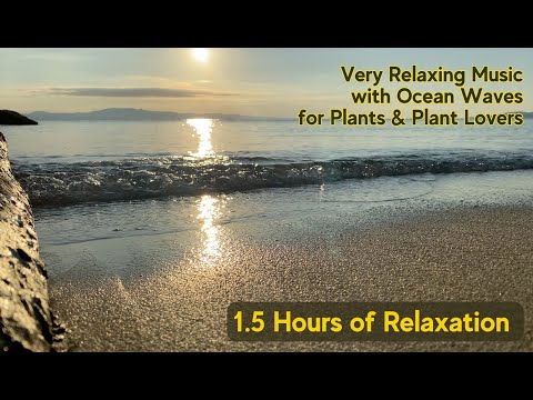 Plant Growth Music with Ocean Waves | Music for Your Plants & Relaxing Your Mind