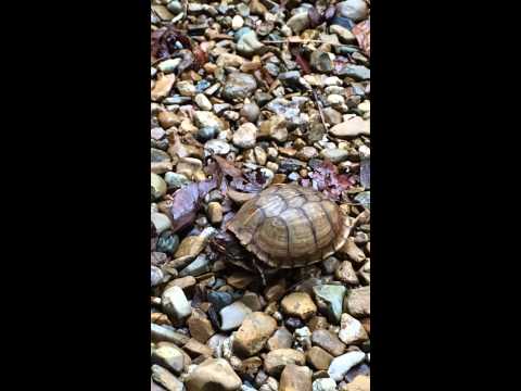 download lagu mp3 mp4 Arkansas Turtles, download lagu Arkansas Turtles gratis, unduh video klip Arkansas Turtles