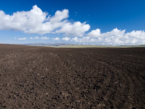 How Humic Substances Reduce the Need for Nitrogen