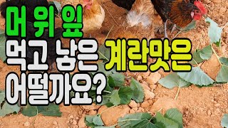 머위잎 먹고 낳은 계란맛은 어떨까요?