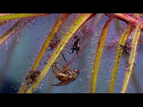 Animals Like Us: Business
