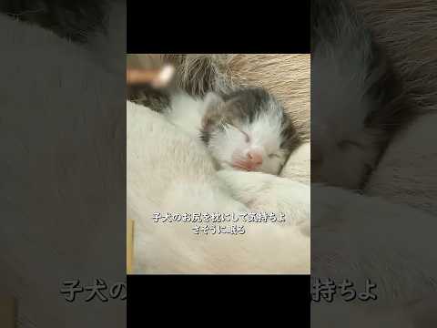 子犬を産んだ母犬　こっそり子猫を連れ帰り、我が子と一緒に育て始める #shorts #動物解説 #犬