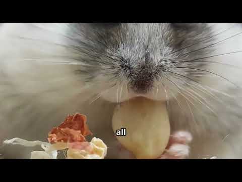 Hamsters The Ultimate Food Hoarders!