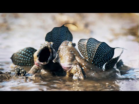 マッドスキッパーズ陸を歩く魚たち｜ライフ｜BBC Earth (Mudskippers: The Fish That Walk on Land | Life | BBC Earth)