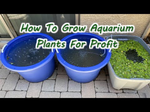 How To Grow Aquarium Plants For Profit
