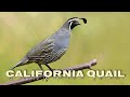 California quail call, Valley quail sounds