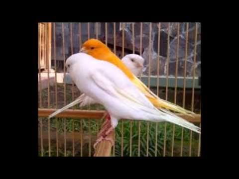 Suara Burung Kenari mp3 download