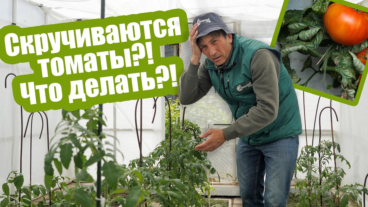 Схема подкормки томатов от рассады до сбора урожая в теплице и открытом ...