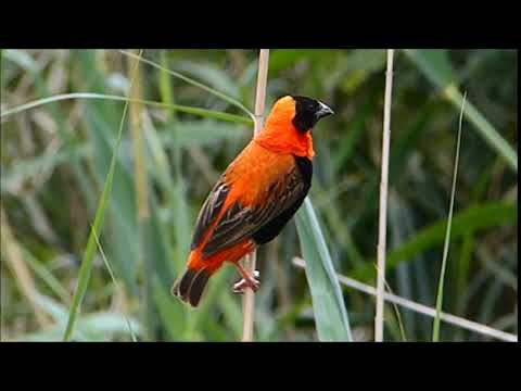 2016 11 24 10 44 P1670292 Southern Red Bishop