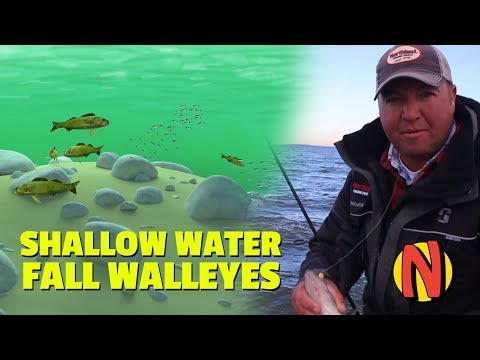 Shallow Water Fall Walleyes - Tony Roach