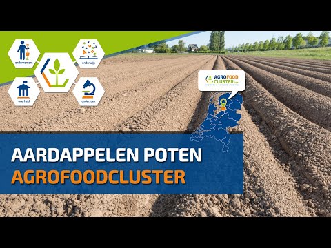 POTATO PLANTING | AARDAPPELS POTEN | MASSEY FERGUSON + MIEDEMA PLANTER