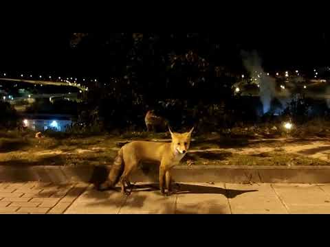 Una pareja de zorros " se empadrona"  en Portugalete